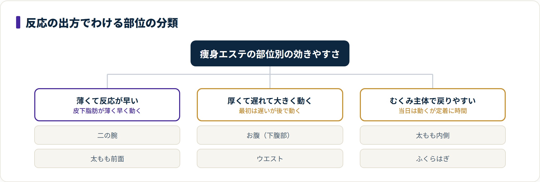 痩身エステの部位を反応の速さと皮下脂肪の厚みで3分類したツリー図。